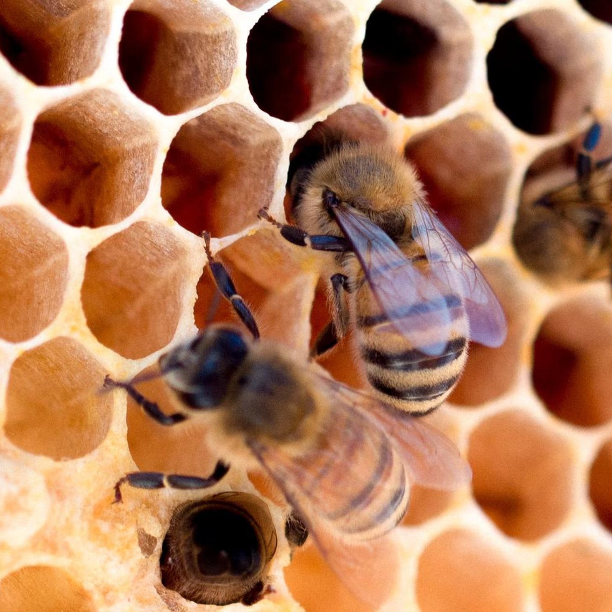 Finlandia is Celebrating World Bee Day!