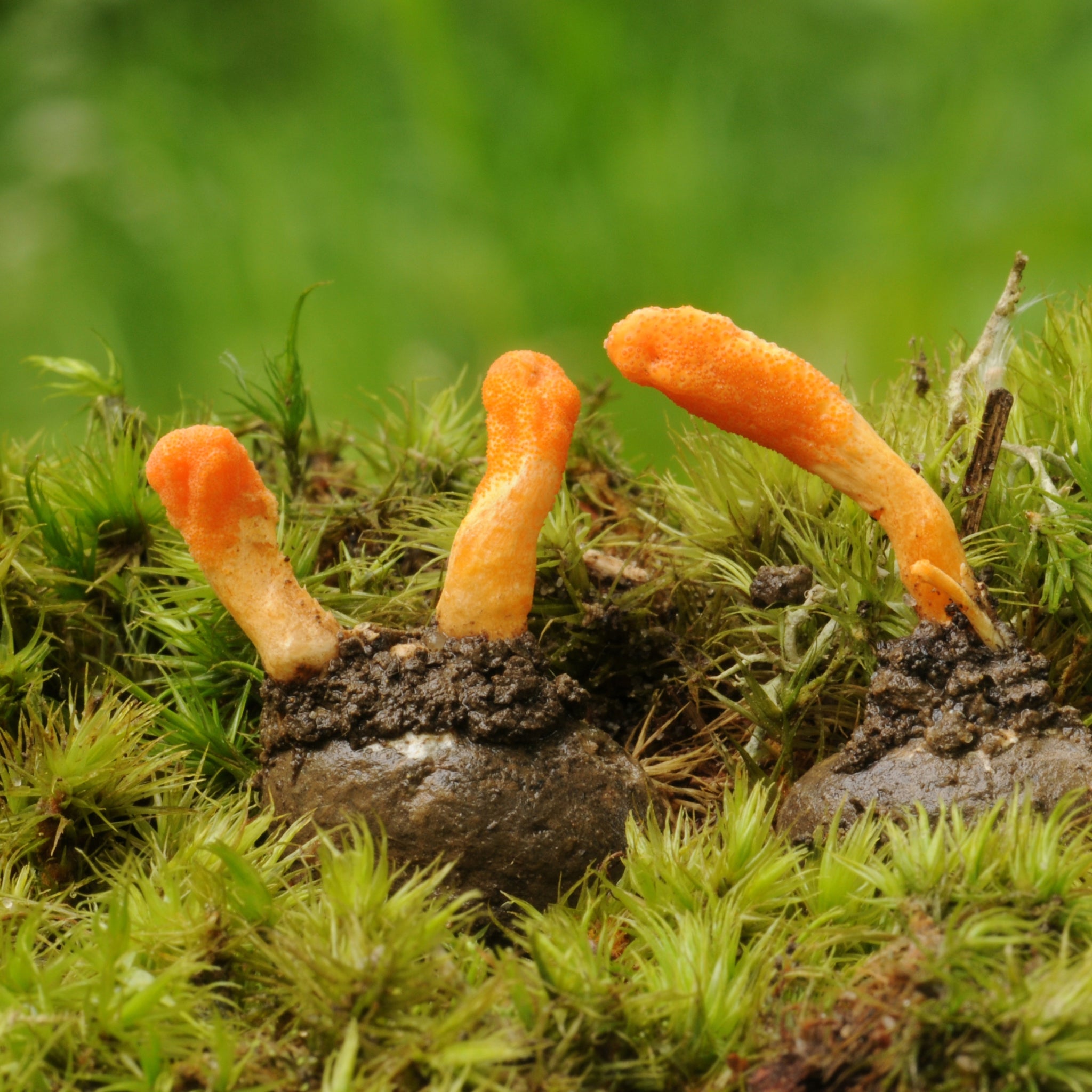 Are Cordyceps as scary as HBO's The Last of Us portrays them to be?