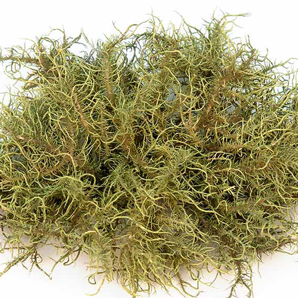 FINLANDIA USNEA LICHEN 50g